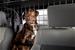 Click here for more information about Bestop 42501-01 - Bestop Pet Barriers