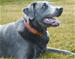 Click here for more information about Genuine Hotrod Hardware H6402-ORNM - Genuine Hotrod Hardware® Harley-Davidson® Dog Collars