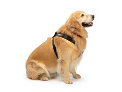 WeatherTech Pet Safety Harnesses