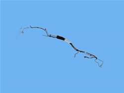 Mopar Replacement Fuel Vapor Lines for 2018-2019 DURANGO - 68250924AE